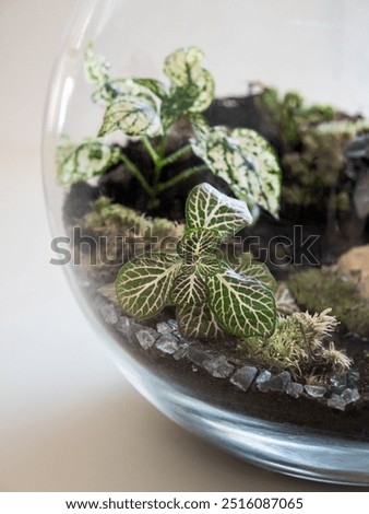 Similar – Foto Bild Fittonia Zimmerpflanze mit Copy Space