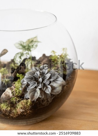 Similar – Foto Bild Fittonia Zimmerpflanze mit Copy Space