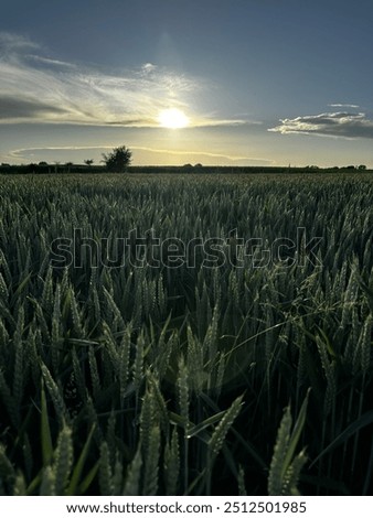 Similar – Image, Stock Photo Rye field background during summer sunset back light with details on kernels, Austria