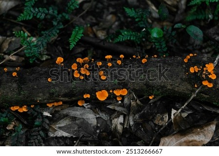 Foto Bild Fluoreszierende Pilze im Wald