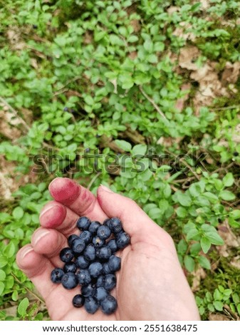 Similar – Image, Stock Photo Picking wild blueberries in the forest