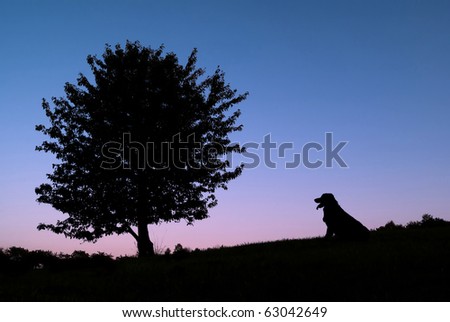 Silhouette of a tree and a dog in nature