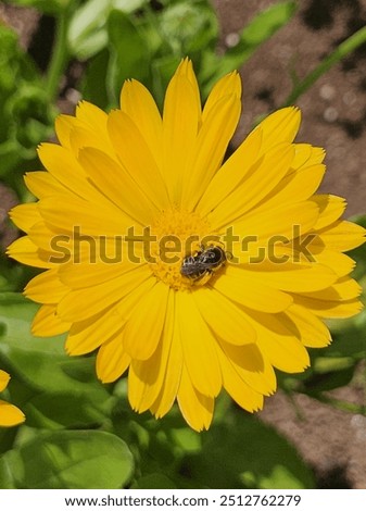 Similar – Image, Stock Photo Bright yellow calendula in front of bright blue