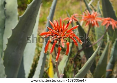 the flowers aloe vera (healing herbs) plant in spring, Park Moret, one of the largest urban parks in Andalusia is a treasure of 72.5 hectares forming the green lung of the city of Huelva, Spain