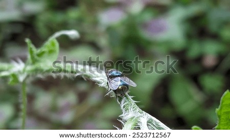 Similar – Image, Stock Photo A greenbottle fly, Lucilia sericata, is a blow fly with brilliant, metallic, blue green color. Close-up of tiny diptera, macro photography of flies.