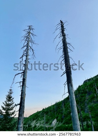 Similar – Image, Stock Photo Two dead trees by a muddy lake shore