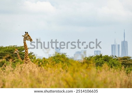 Image, Stock Photo City giraffes (5)