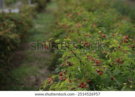 Similar – Image, Stock Photo Greenhouse for Raspberries