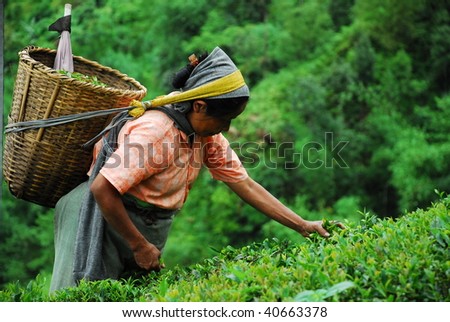 DARJEELING, INDIA - JULY 19: Woman picks tea despite ongoing labor strikes on July 19, 2008 in Darjeeling, India.