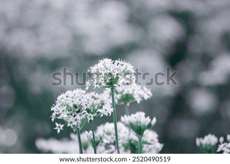 Similar – Image, Stock Photo White chive blossom with green stems parallel