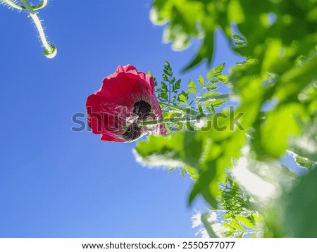 Similar – Image, Stock Photo red poppy blossom against green background