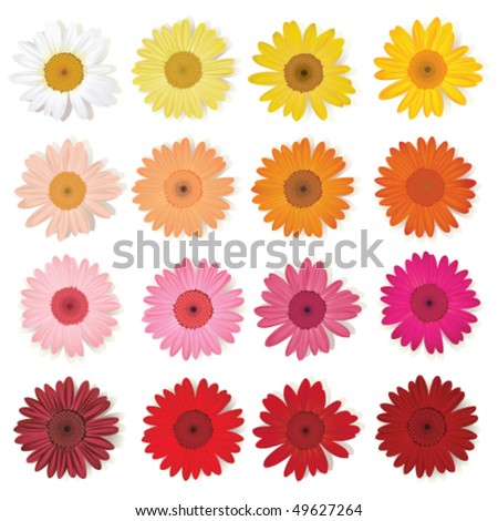 Daisy collection