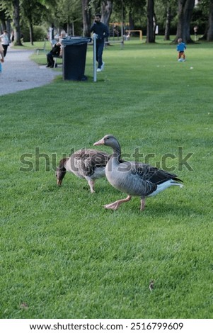 Similar – Foto Bild Zwei Gänse spielen Verstecken. Eine sucht, die andere guckt, ob jemand guckt.