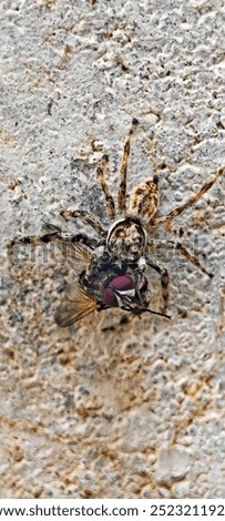 Similar – Image, Stock Photo Dead bee in spider web between lavender flowers