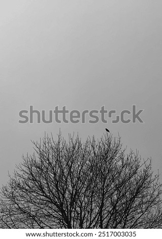 Image, Stock Photo Crow on bare tree raven