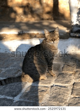 Image, Stock Photo When even cats no longer take the most direct route.