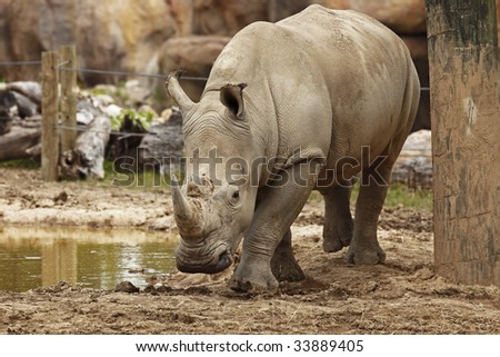 Rhino on the move after getting a drink out of the pond.