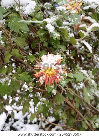 Similar – Image, Stock Photo Frozen branches of chrysanthemum. Green leaves covered with morning frost. Top view. Closeup.