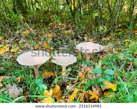 Similar – Image, Stock Photo three mushrooms grow on a moss-covered tree trunk in the forest