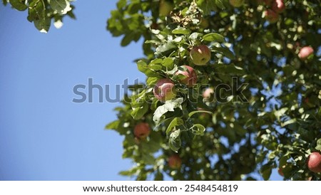 Similar – Foto Bild Apfel am Stiel im Quadrat (Detail)