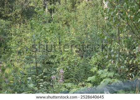 Similar – Image, Stock Photo Looking through the woods to a boat on a lake in the mountains with still reflection