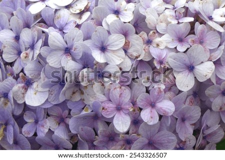 Similar – Image, Stock Photo Light purple flowers on a white background