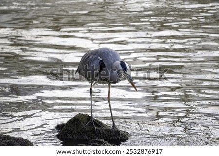 Similar – Image, Stock Photo Grey heron waiting for prey on green pond bank