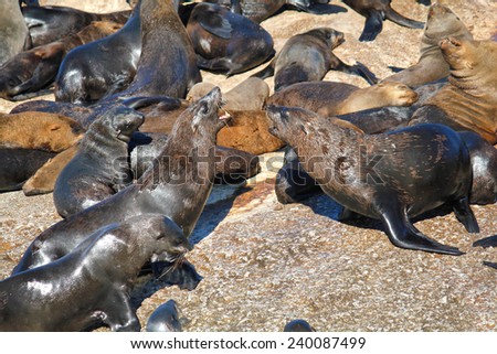 A lot of Cape Fur Seal at Seal island, Hout bay harbor, Cape Town, South Africa