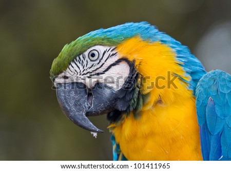 Close-up portrait of a Macaw Parrot