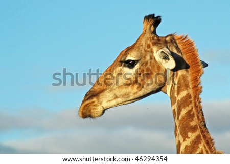 Giraffe (Giraffa camelopardalis) portrait in early morning light