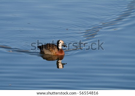 A white-faced duck floating on a body of water