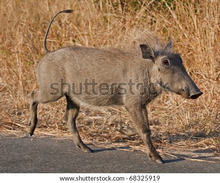 Warthog piglet running on a road in the Kruger National Park, South Africa