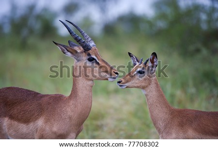 A pair of young male Impala share a tender moment in the Greater Kruger National Park, South Africa