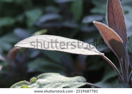 Similar – Foto Bild Salbeiblatt mit Wassertropfen