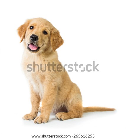 Similar – Image, Stock Photo Cute puppy sitting in field in summer day