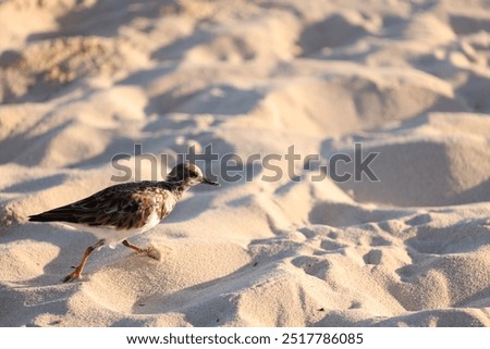 Similar – Image, Stock Photo freedom birds gulls