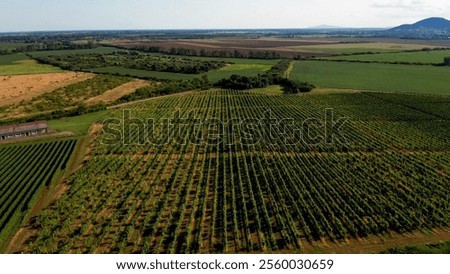 Similar – Image, Stock Photo Plantation of green vineyards under blue sky on farmland