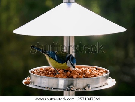 Similar – Image, Stock Photo tit on a branch in the forest