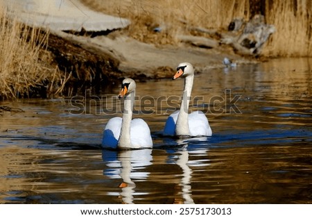 Similar – Image, Stock Photo swans in sunlight and shadow. White stripes of birch trees.