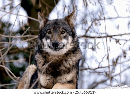 Similar – Foto Bild Wölfe ruhen im Sonnenstrahl im Wald