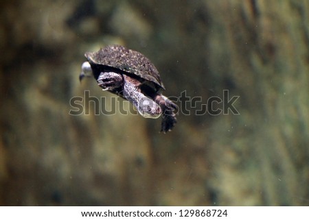 snake-necked turtle