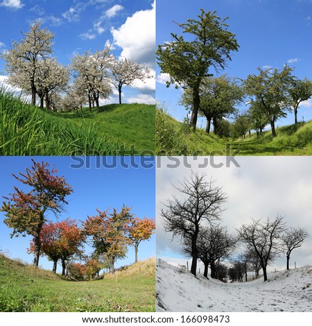 Four Seasons Cherry Trees - square background