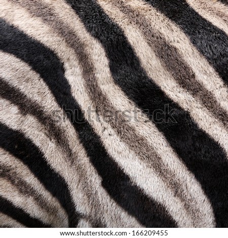Fur of a Zebra - square background