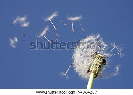Flying parachutes from dandelion
