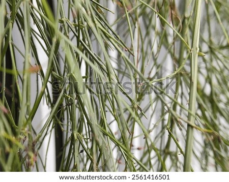 Similar – Image, Stock Photo Detail of thin branches with small yellow flowers