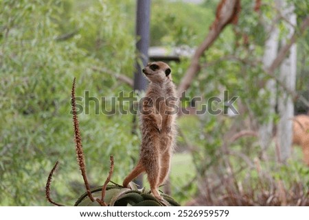 Similar – Image, Stock Photo Meerkat