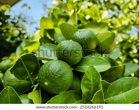 Image, Stock Photo Green lemons on tree Food