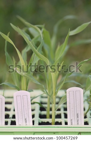 Young sweetcorn germinating in a green seed tray with labels.