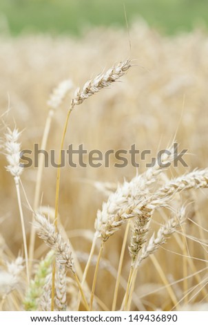 Macro image of wheat crop ready for harvest.