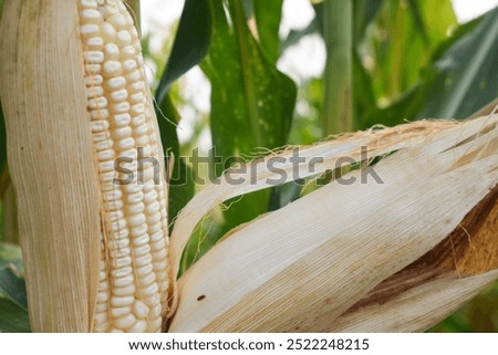 Similar – Image, Stock Photo Corn cobs (in the maize field)